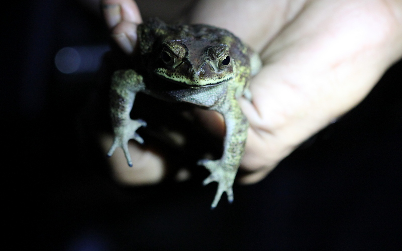 Asian Common Toad